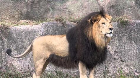 barbary lion identification.